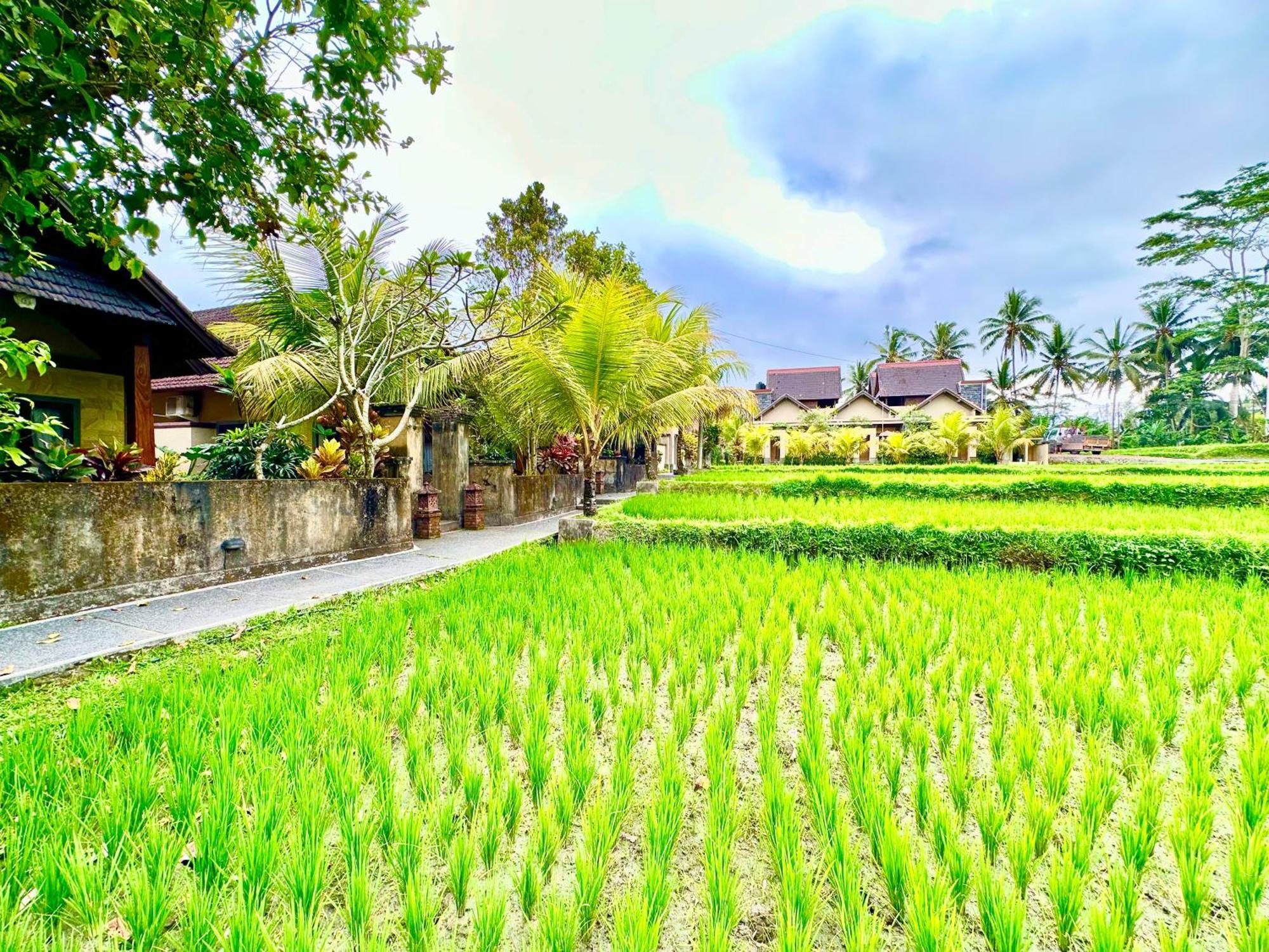 Dupa Ubud Eksteriør bilde