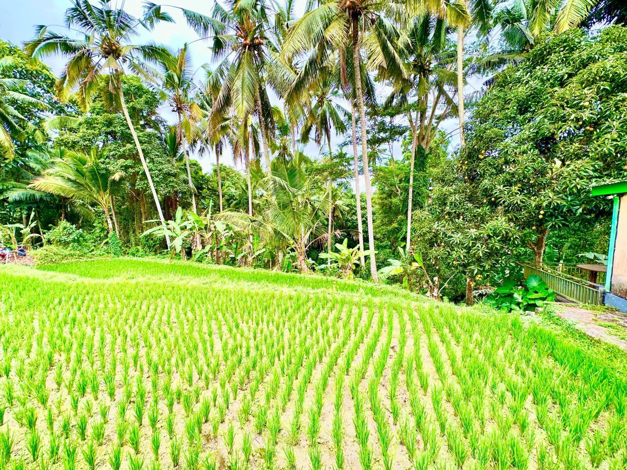 Dupa Ubud Eksteriør bilde